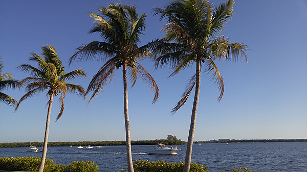 Palms and Sun in Florida Cape Coral informations