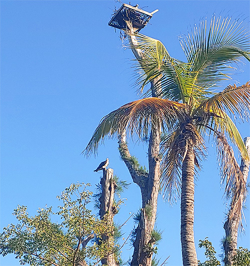 Sanibel & Captiva - Ospreys