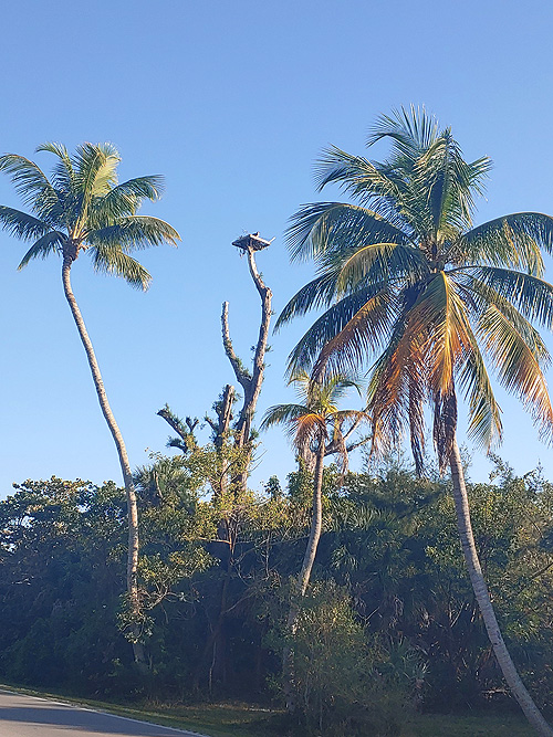 Sanibel & Captiva - Fischadler