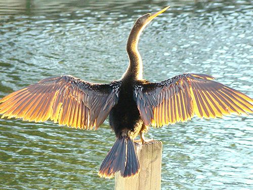 Southwest Florida